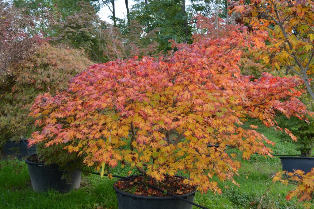 Acer japonicum "Aconitifolium" "Maico Jacu"