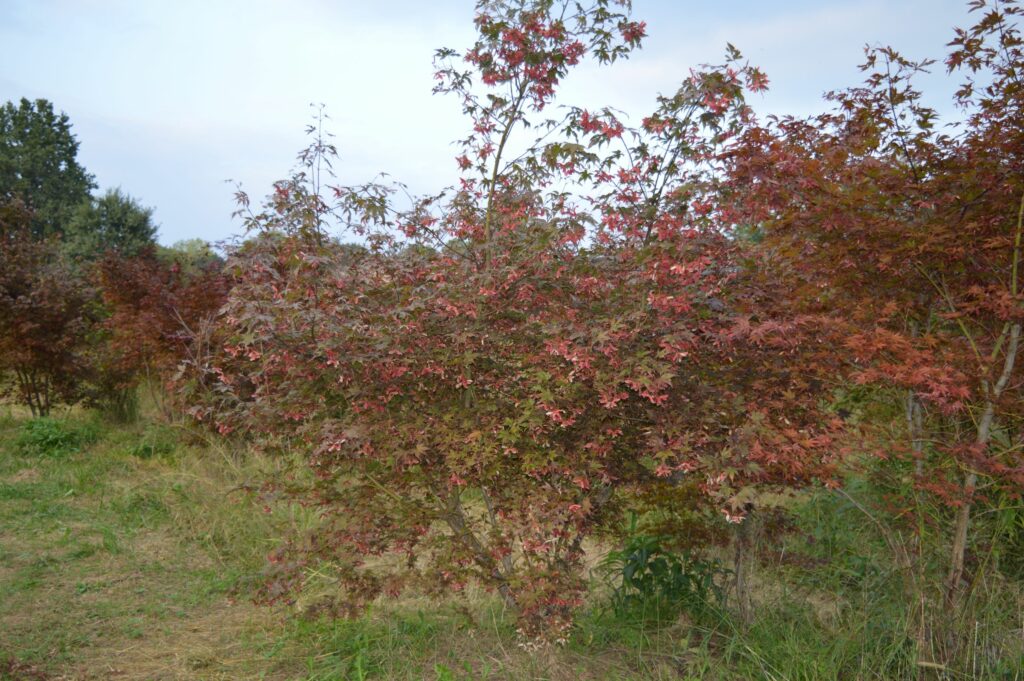 Acer palmatum "Autumn red" summer