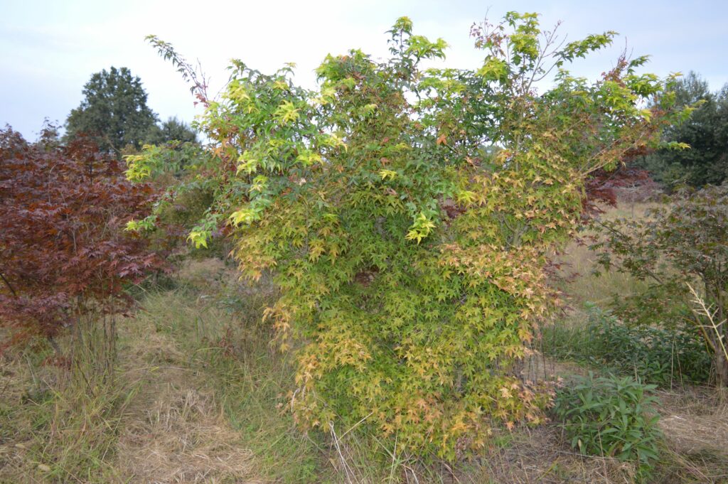Acer palmatum "Corallinum"