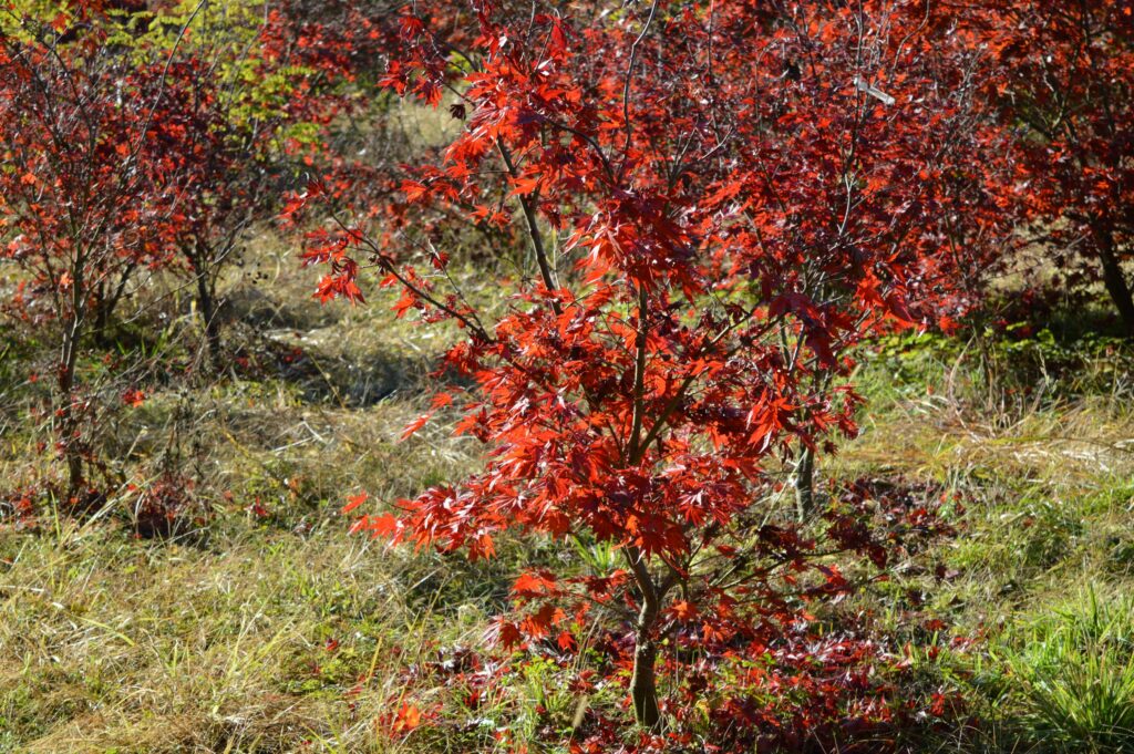 Acer palmatum "Fire glow" autumn