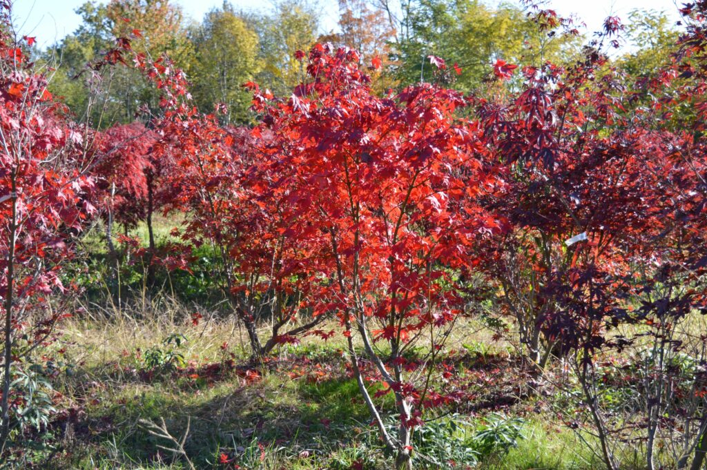 Acer palmatum "Fire glow" autumn