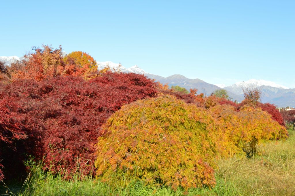 Acer palmatum dissectum "Green lace" and "Inaba shidare"