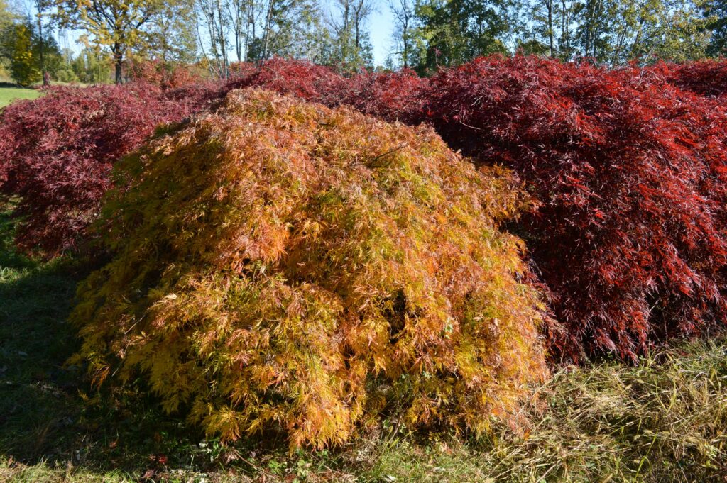 Acer palmatum dissectum "Green lace" and "Inaba shidare"