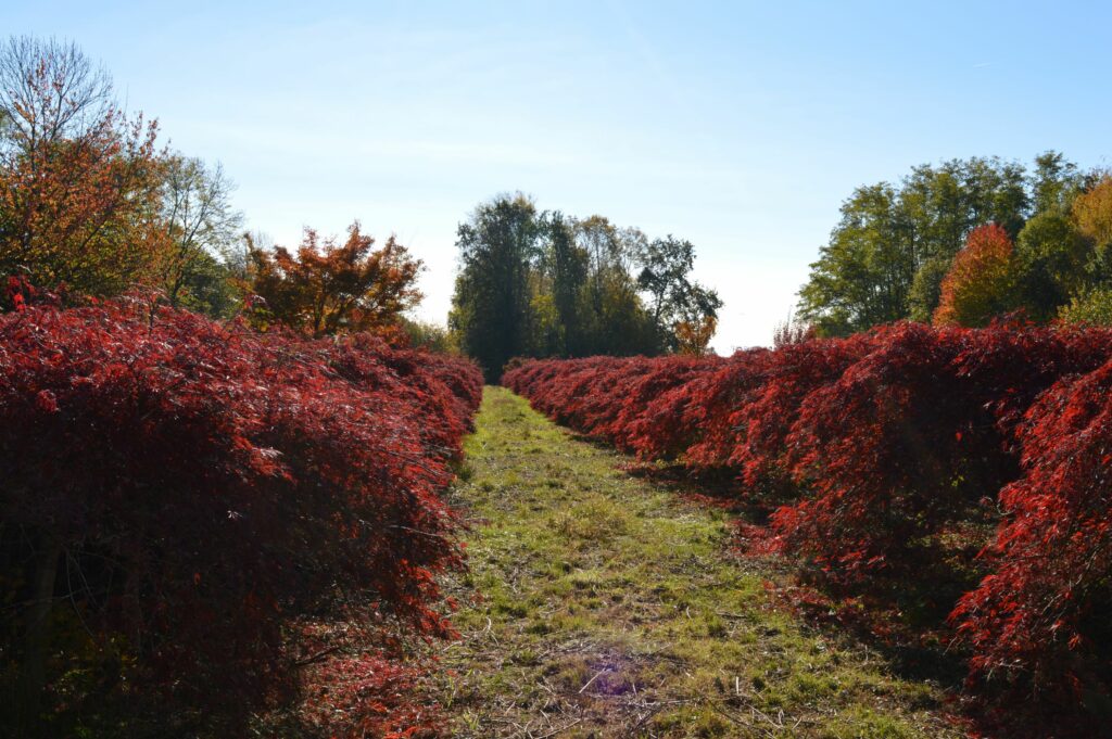 Acer palmatum dissectum "Inaba shidare"