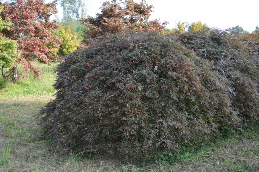 Acer palmatum dissectum "Inaba shidare" August