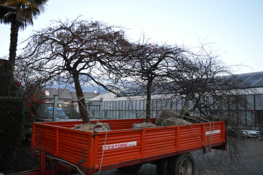 Acer oalmatum dissectum "Inaba shidare"