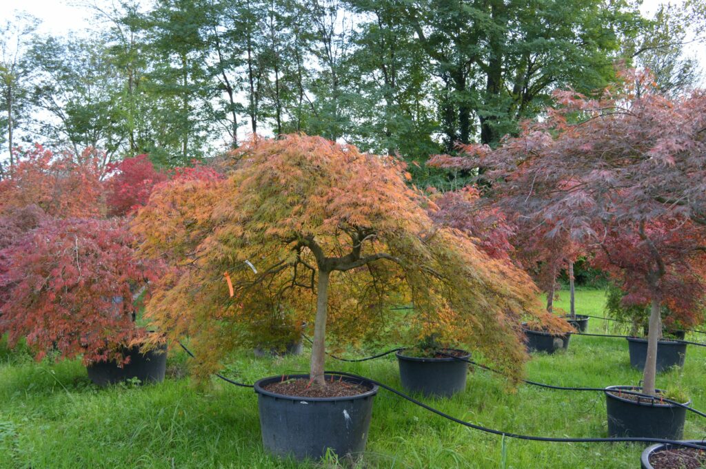 Acer palmatum dissectum "Ornatum" November