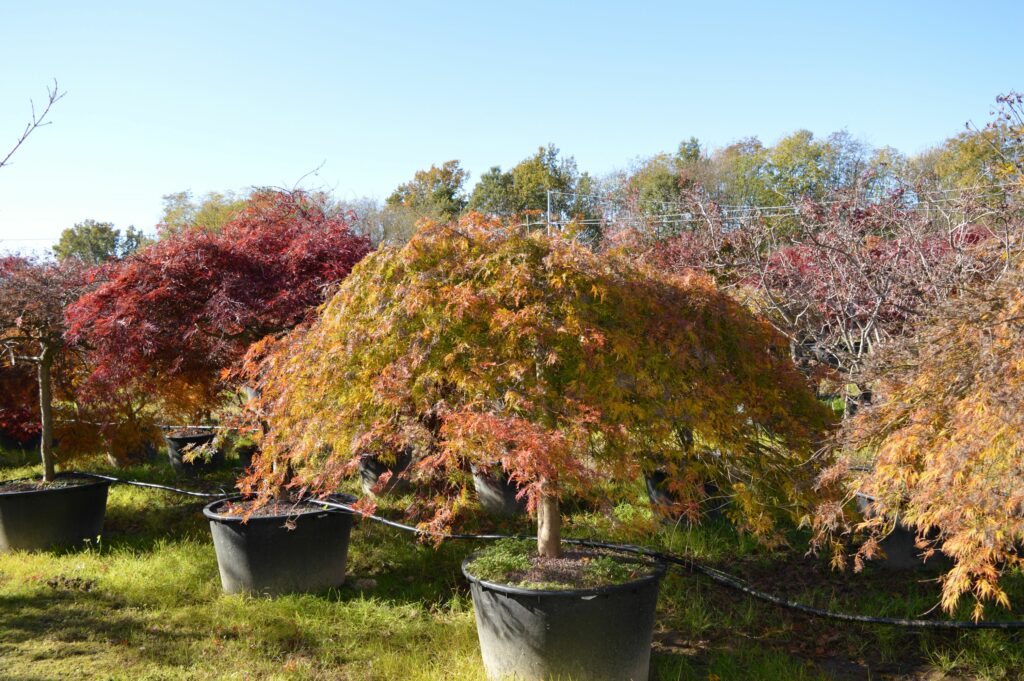 Acer palmatum dissectum "Ornatum"