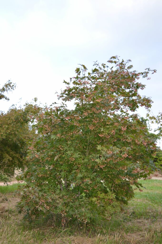 Acer palmatum "Osakazuki" summer