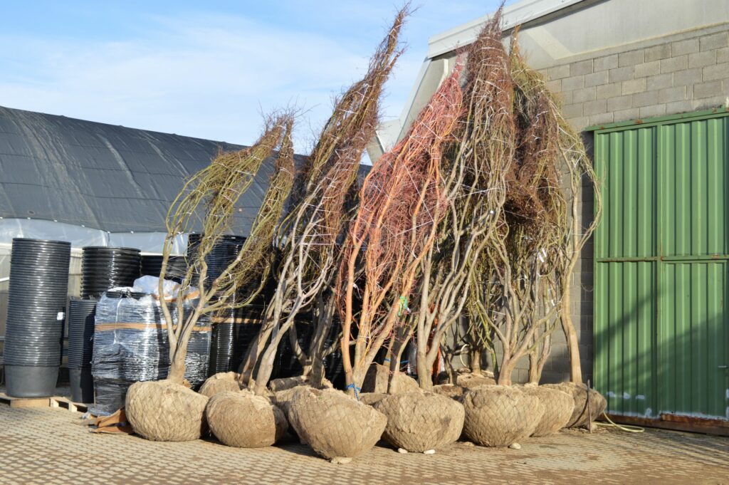 Acer palmatum multistem rootball