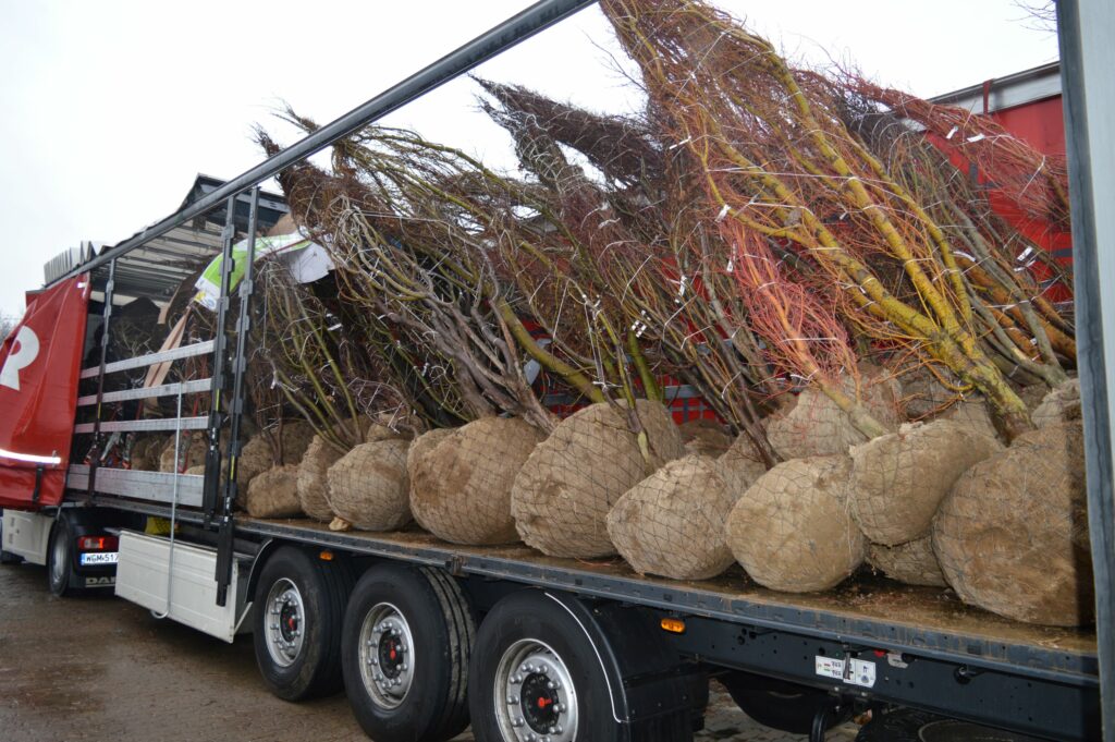 Acer palmatum multistem rootball on truck