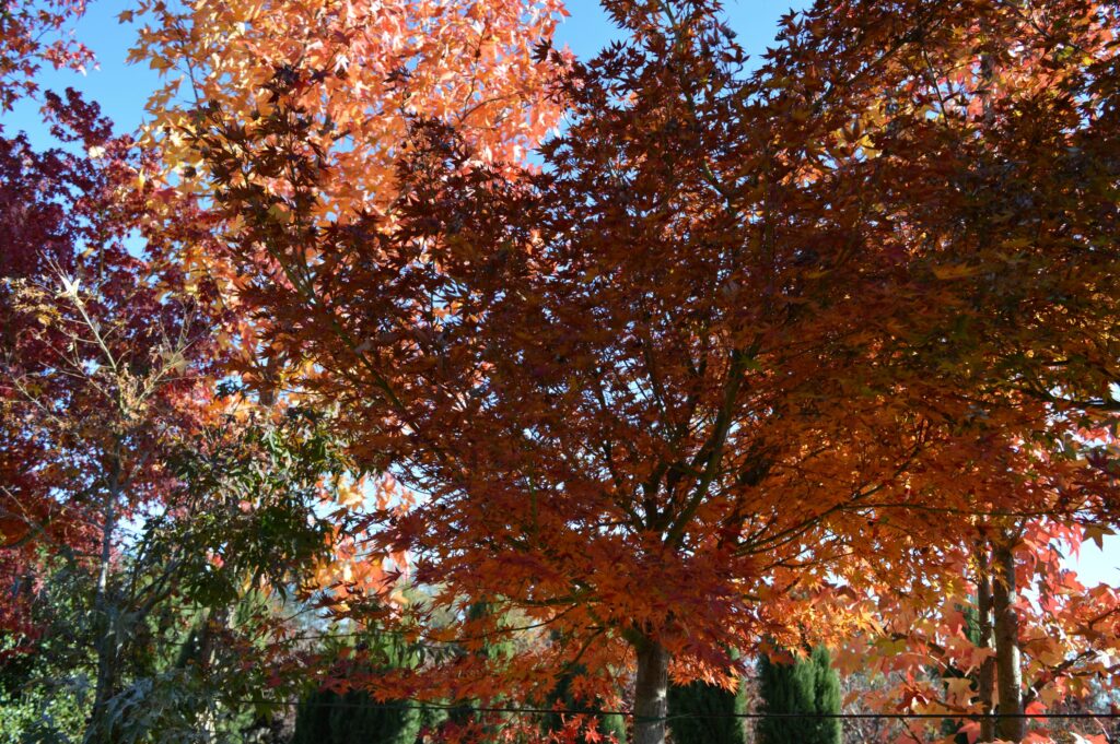 Acer palmatum "Polymorphum" and Liquidambar "Styraciflua"