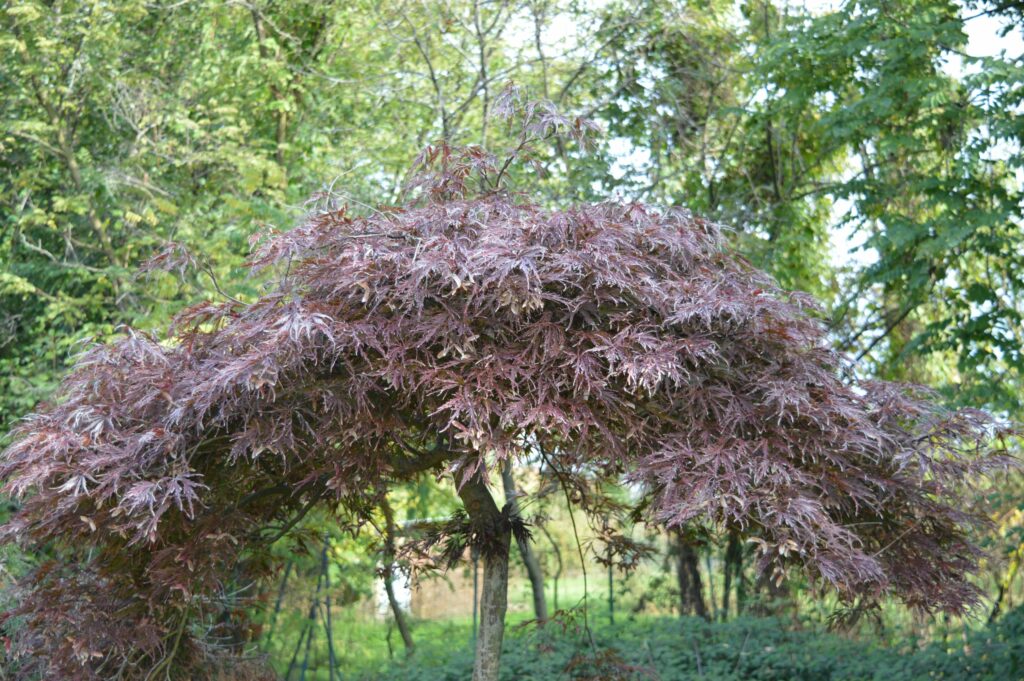 Acer palmatum "Red dragon" august