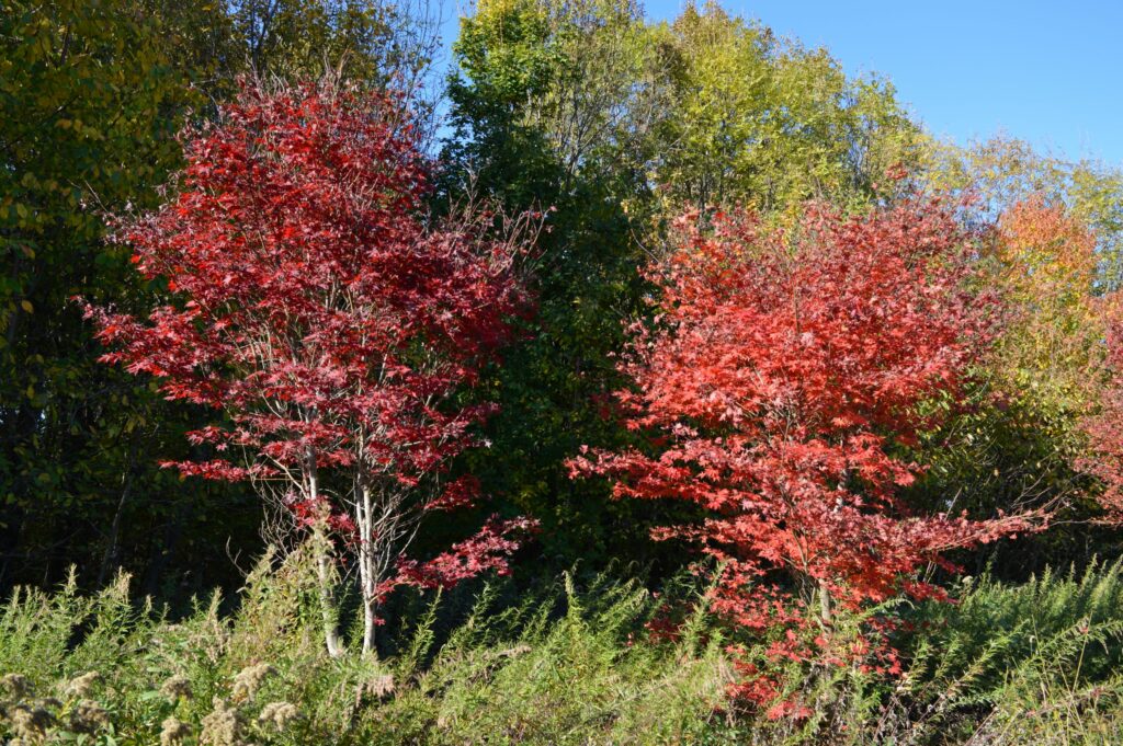 Acer palmatum "Red flash" and "Suminagashi" autumn