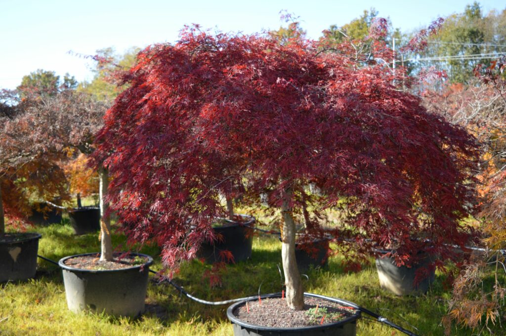 Acer palmatum dissectum "Stella rossa" november