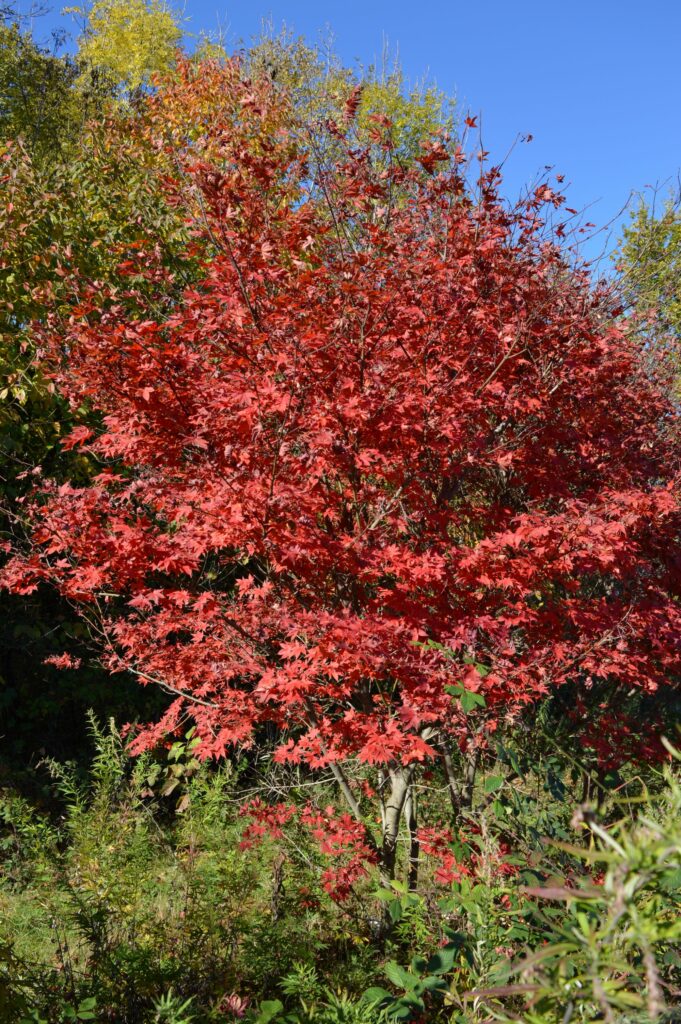 Acer palmatum "Suminagashi" autumn