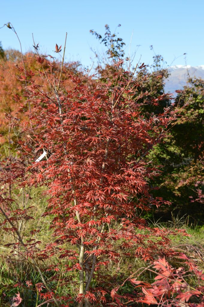 Acer palmatum "Trompenburg" autumn